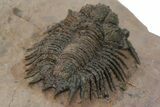 Acanthopyge (Lobopyge) Trilobite - Atchana, Morocco #241211-4